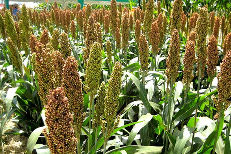 Виагра Сравнить Цены, Ишим, купить виагру в тюмени - Форум